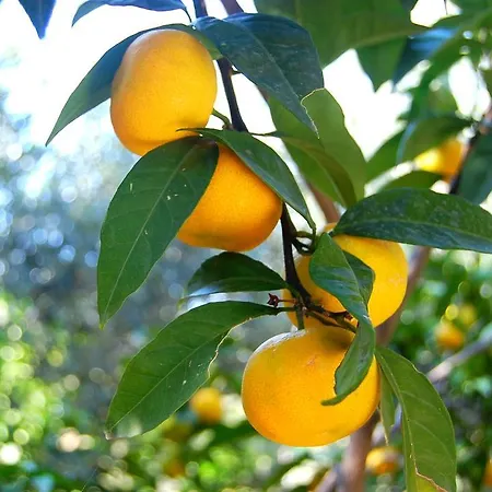 بيت ضيافة And Mir 3*