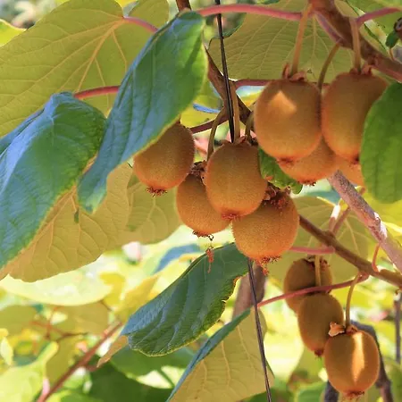 بيت ضيافة And Mir